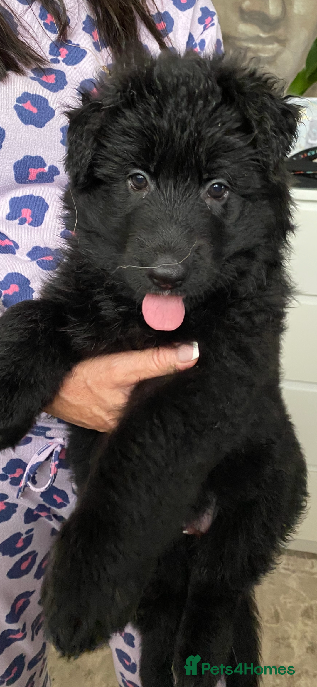 German Shepherd dogs for sale: KC REGISTERED GERMAN SHEPHERD PUPS - Image 11