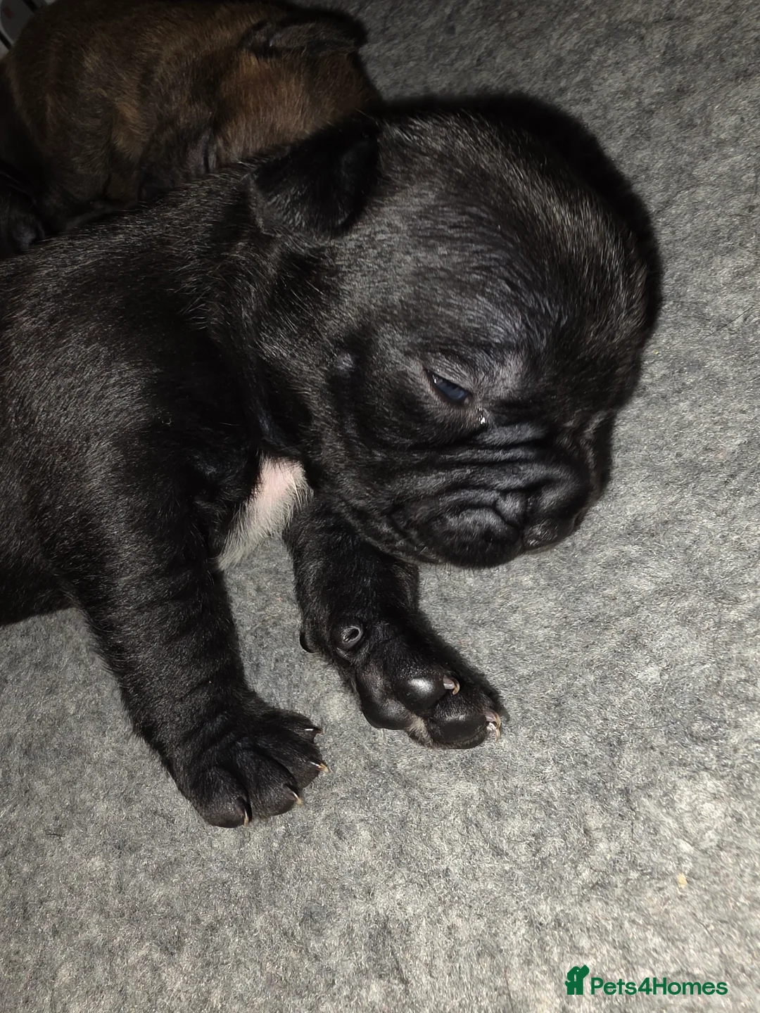 Mixed Breed dogs for sale: Staffy x cane corso in Blyth - Advert 10