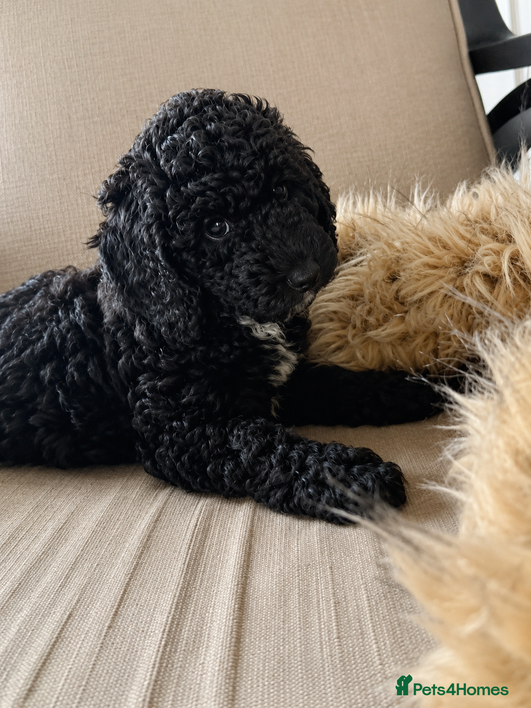 Cockapoo dogs Beautiful Toy Cockapoo Girl! - Advert 3