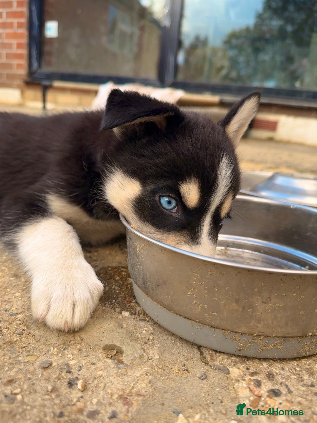 Pomsky dogs for sale: 1 girl 1 boy❗️fully vaccinated - READY 🏡  - Image 7