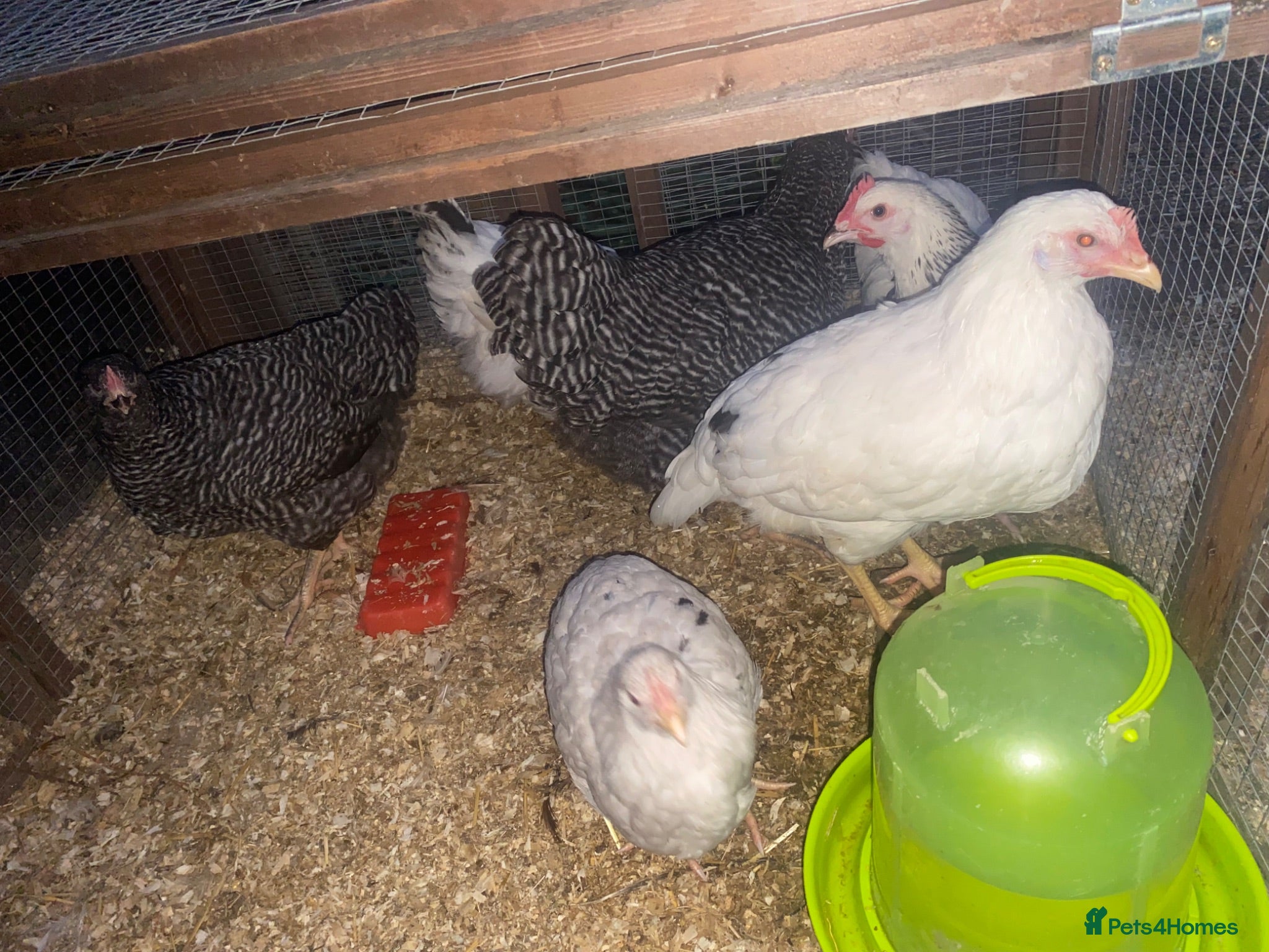 Mixed Breed poultry Chickens and quail for sale - Advert 1