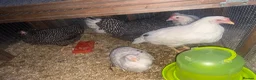 Mixed Breed poultry for sale: Chickens and quail for sale - Advert 1