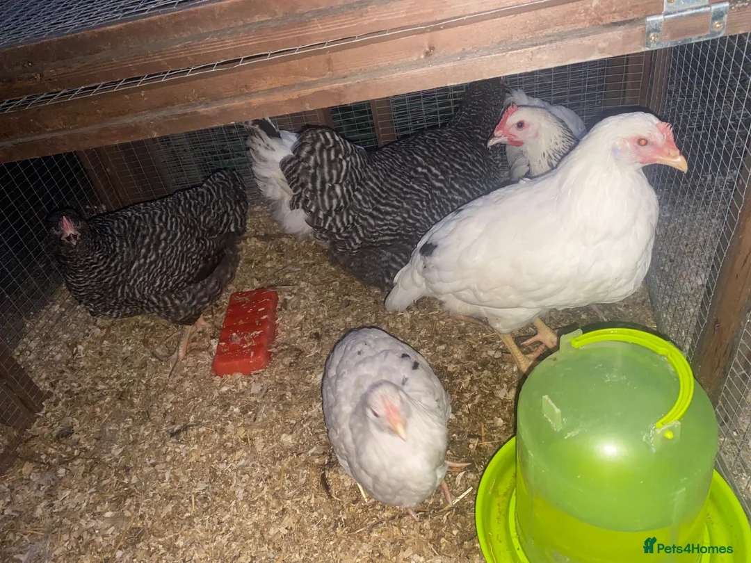 Mixed Breed poultry for sale: Chickens and quail for sale - Advert 1