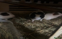 Guinea Pig rodents for sale: Baby guinea pigs - Image 4