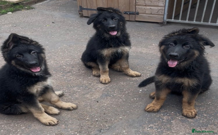 German Shepherd dogs - Advert 13