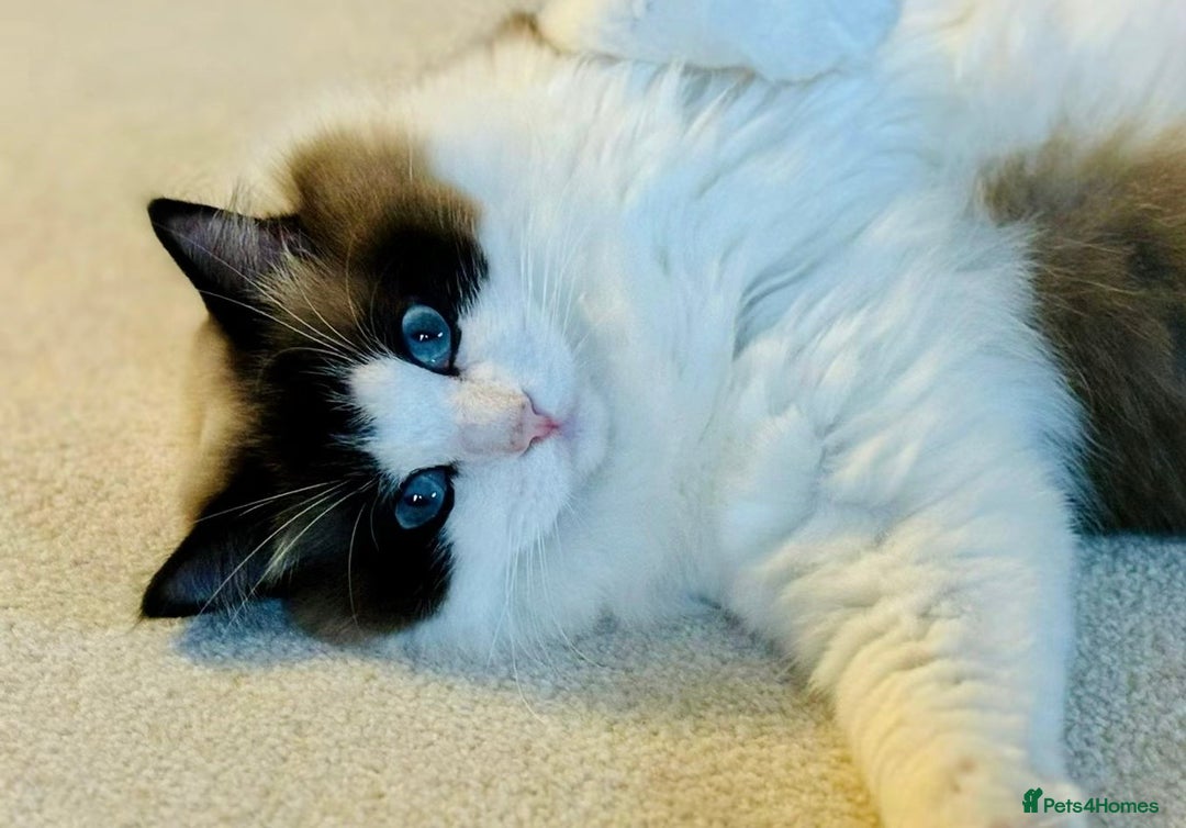 Ragdoll cats for sale: Loving Ragdoll Cat Looking for a Home - Image 2