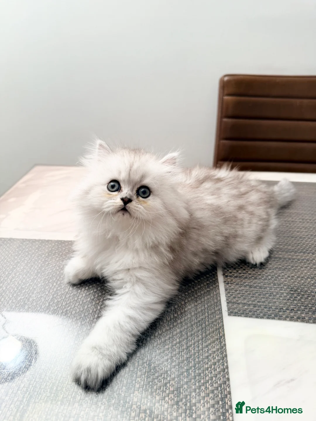 Persian cats for sale: 1 female Persian chinchilla  - Advert 7