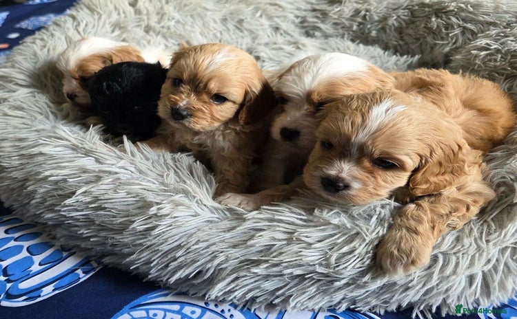 Cavapoo dogs - Advert 1
