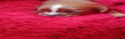 Cavalier King Charles Spaniel dogs for sale: KC health tested Cavalier king Charles spaniel,s - Advert 4