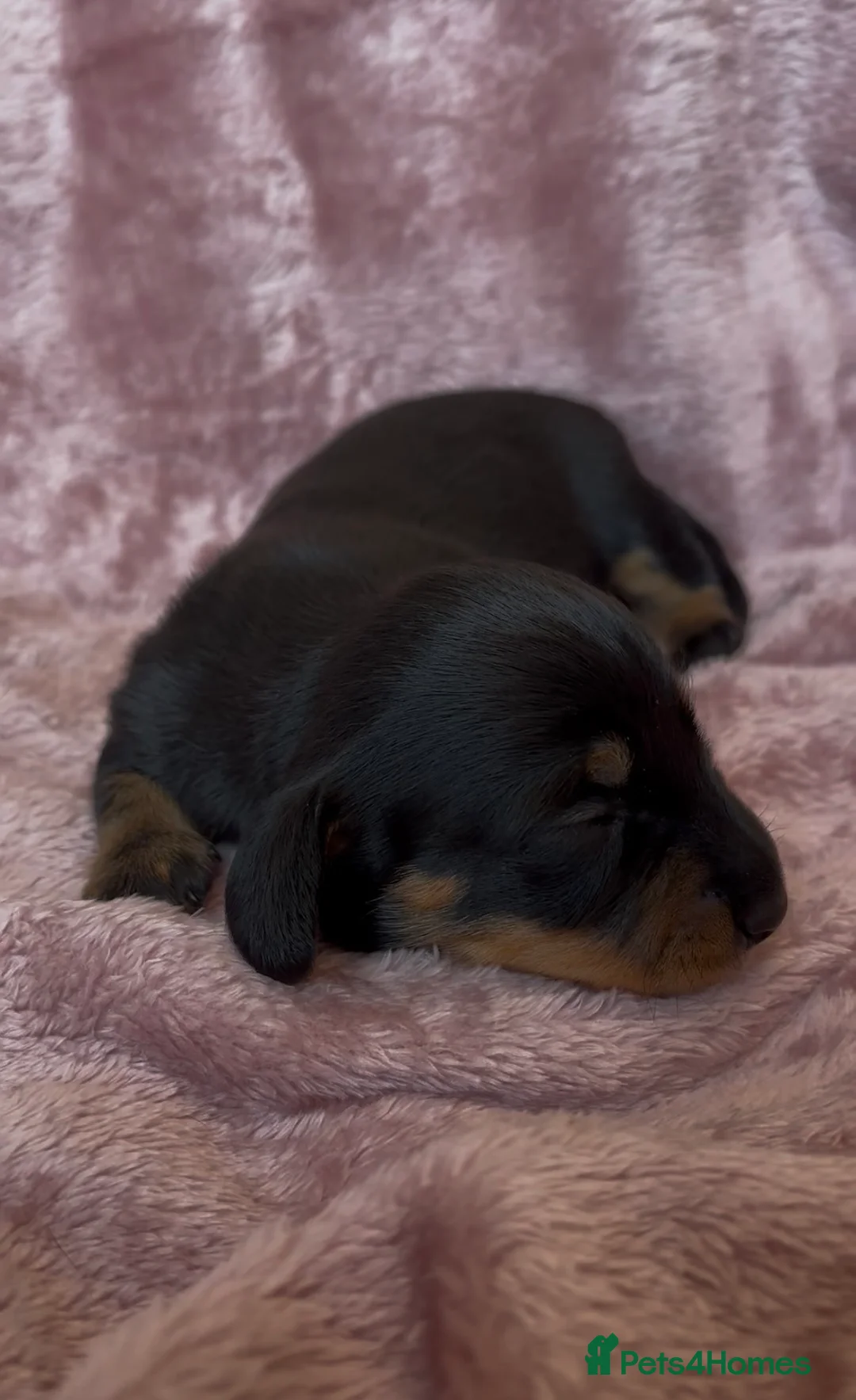 Miniature Dachshund dogs for sale: Quality Miniature Dachshund Puppies in Lewes - Advert 2