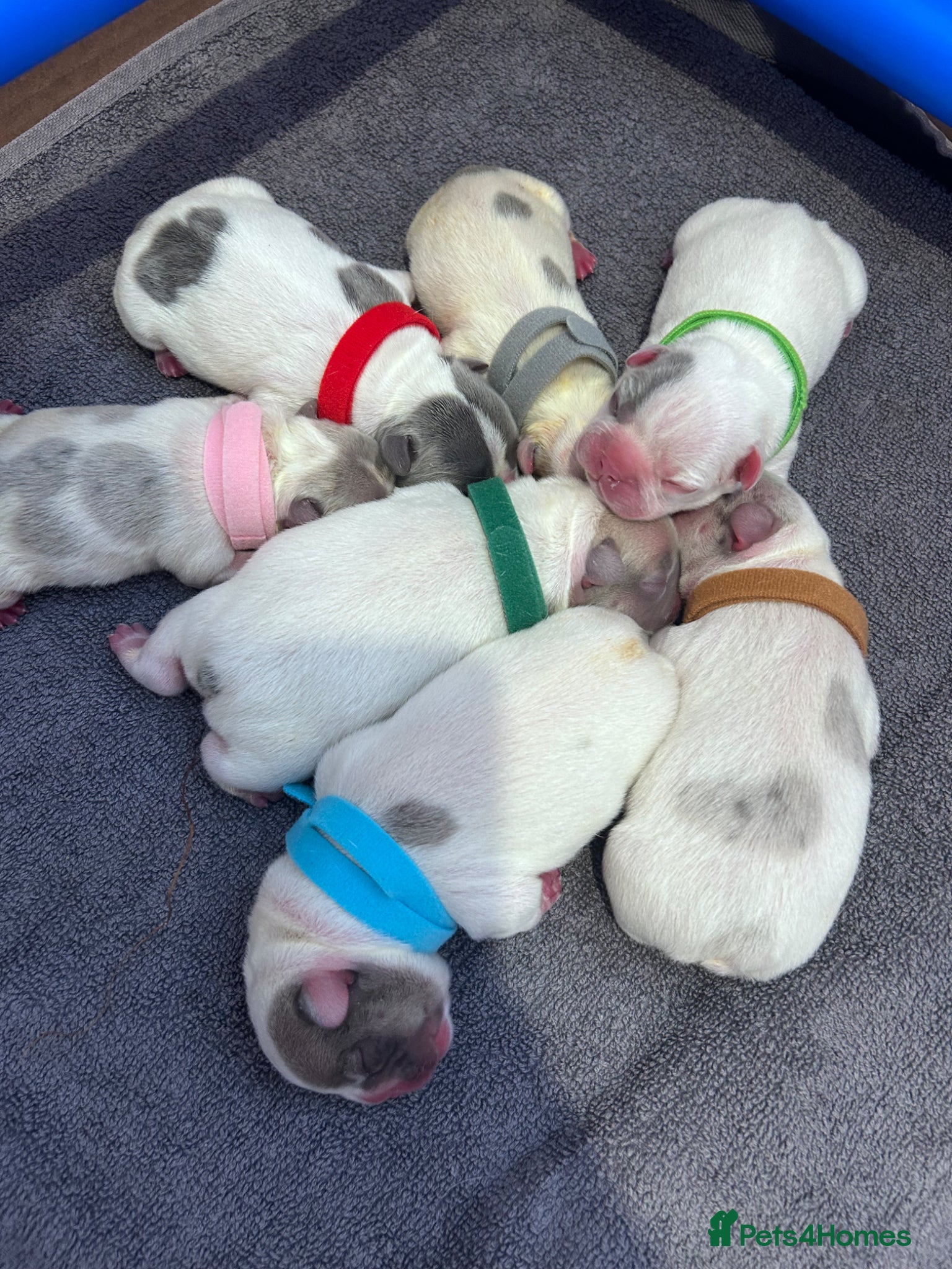 French Bulldog dogs 🐾 5⭐ DWKC Registered Puppies 🐾 - Advert 4