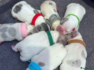 French Bulldog dogs 🐾 5⭐ DWKC Registered Puppies 🐾 - Advert 4