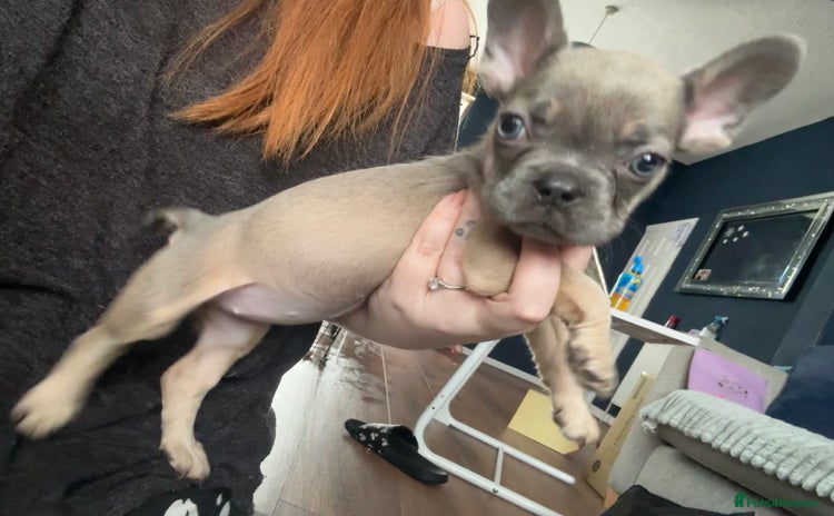 French Bulldog dogs - Advert 1