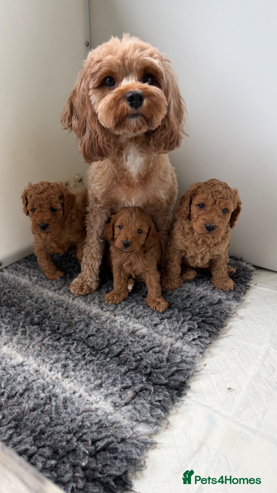 Cavapoo dogs The most beautiful Cavapoos - Advert 15