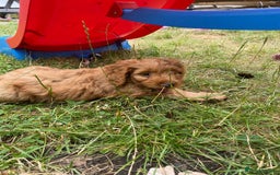 Cavapoo dogs for sale: Beautiful cavapoo puppy for sale - Image 2