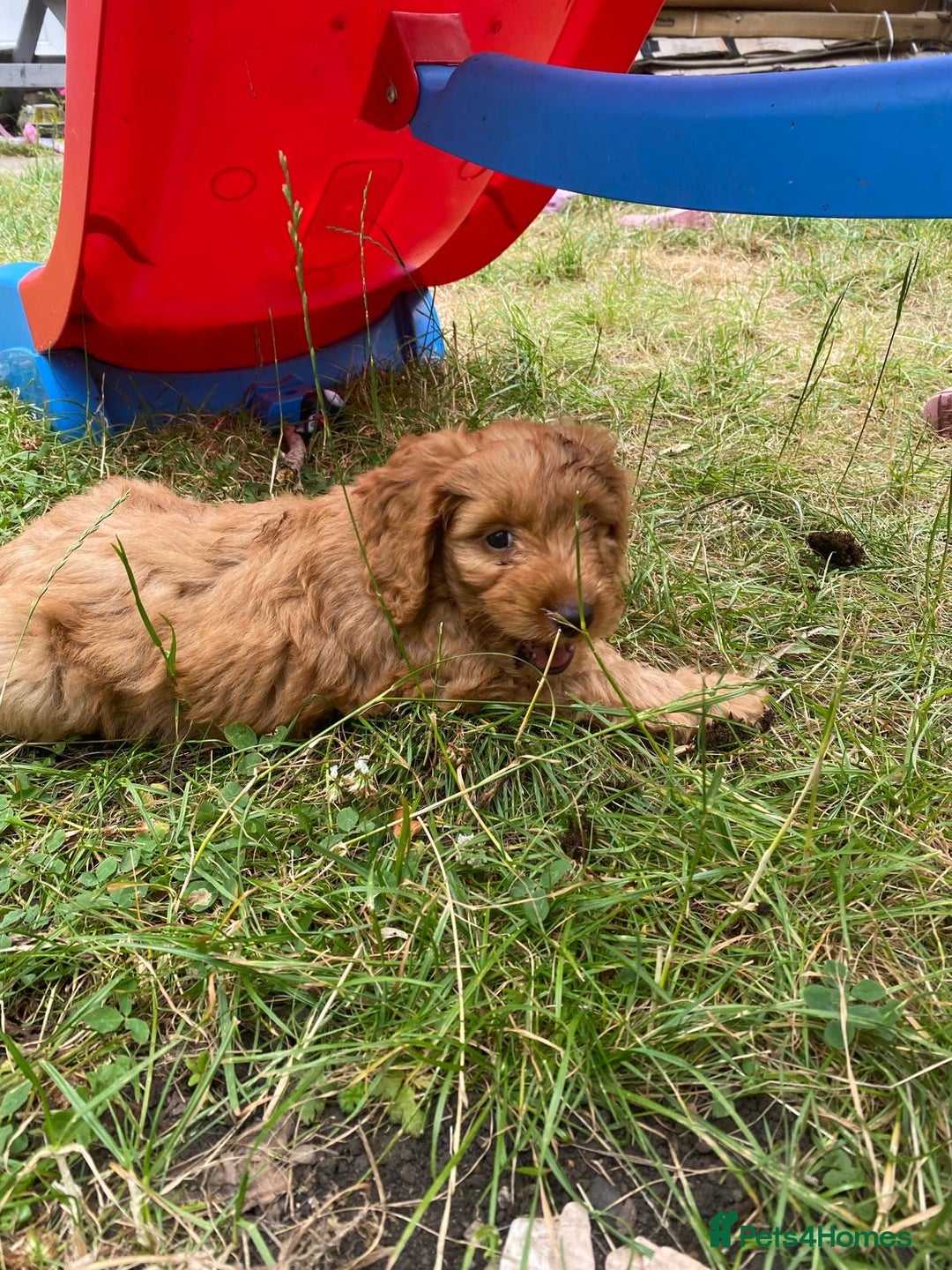 Cavapoo dogs for sale: Beautiful cavapoo puppy for sale - Image 2