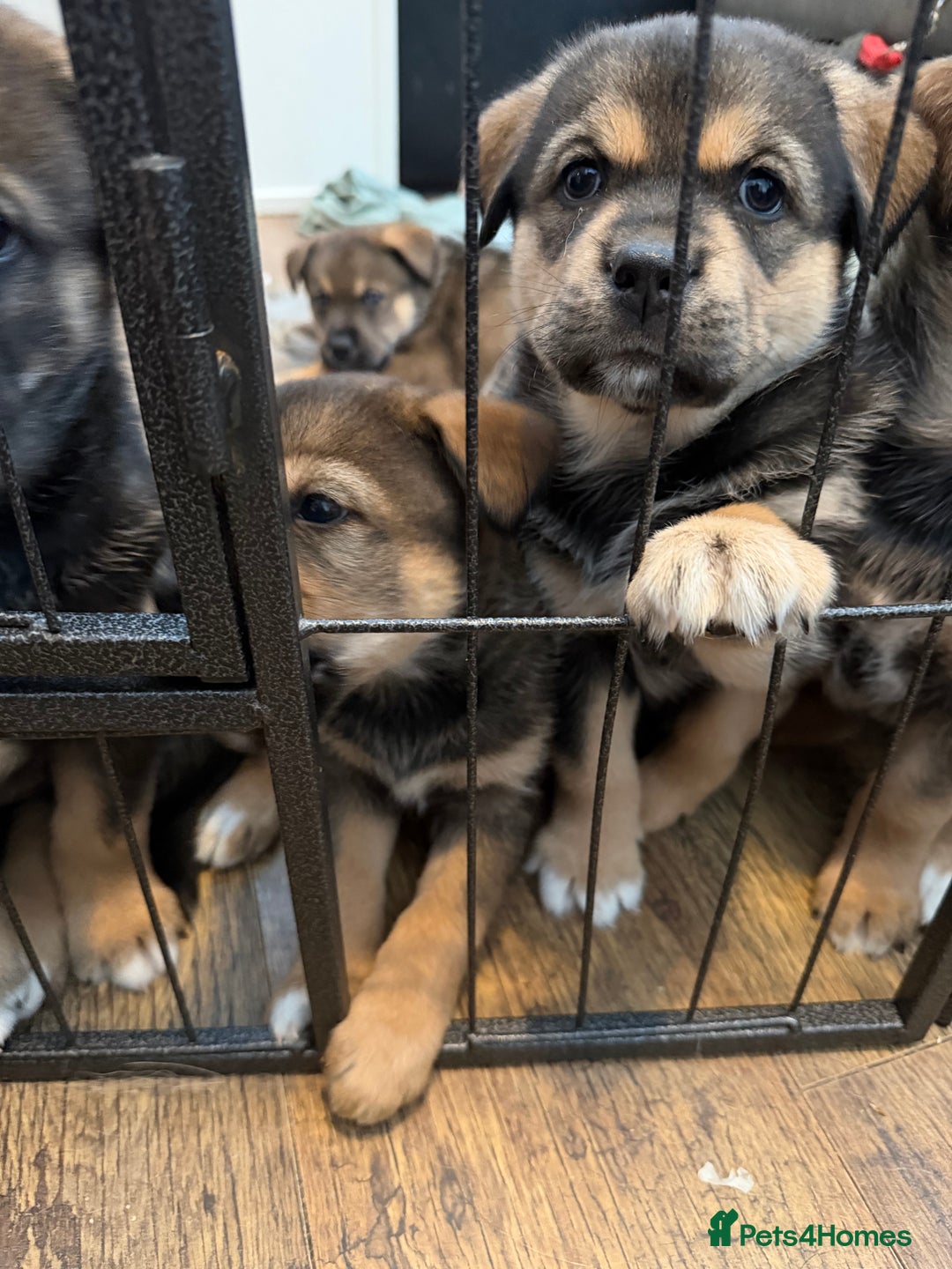 Mixed Breed dogs for sale: HuskyGerman/Rotweiler mixed breed puppies for sale - Advert 12