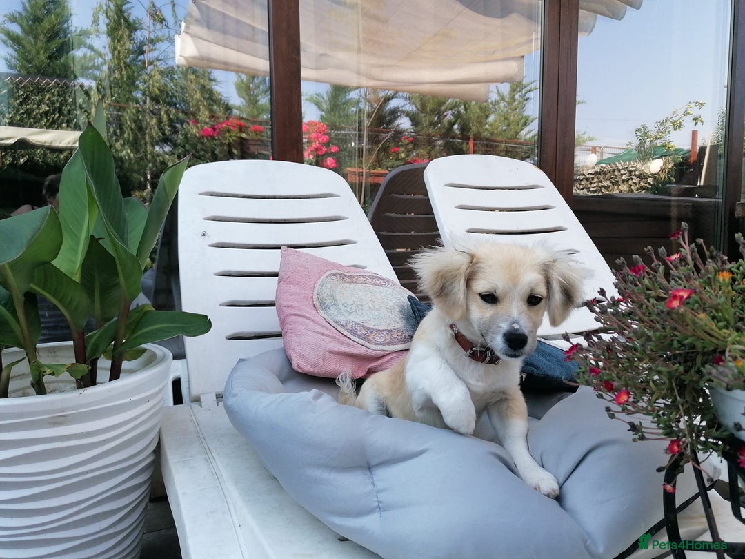 Mixed Breed dogs for adoption: Bobby, a superb little puppy boy for a Loving Home - Image 3