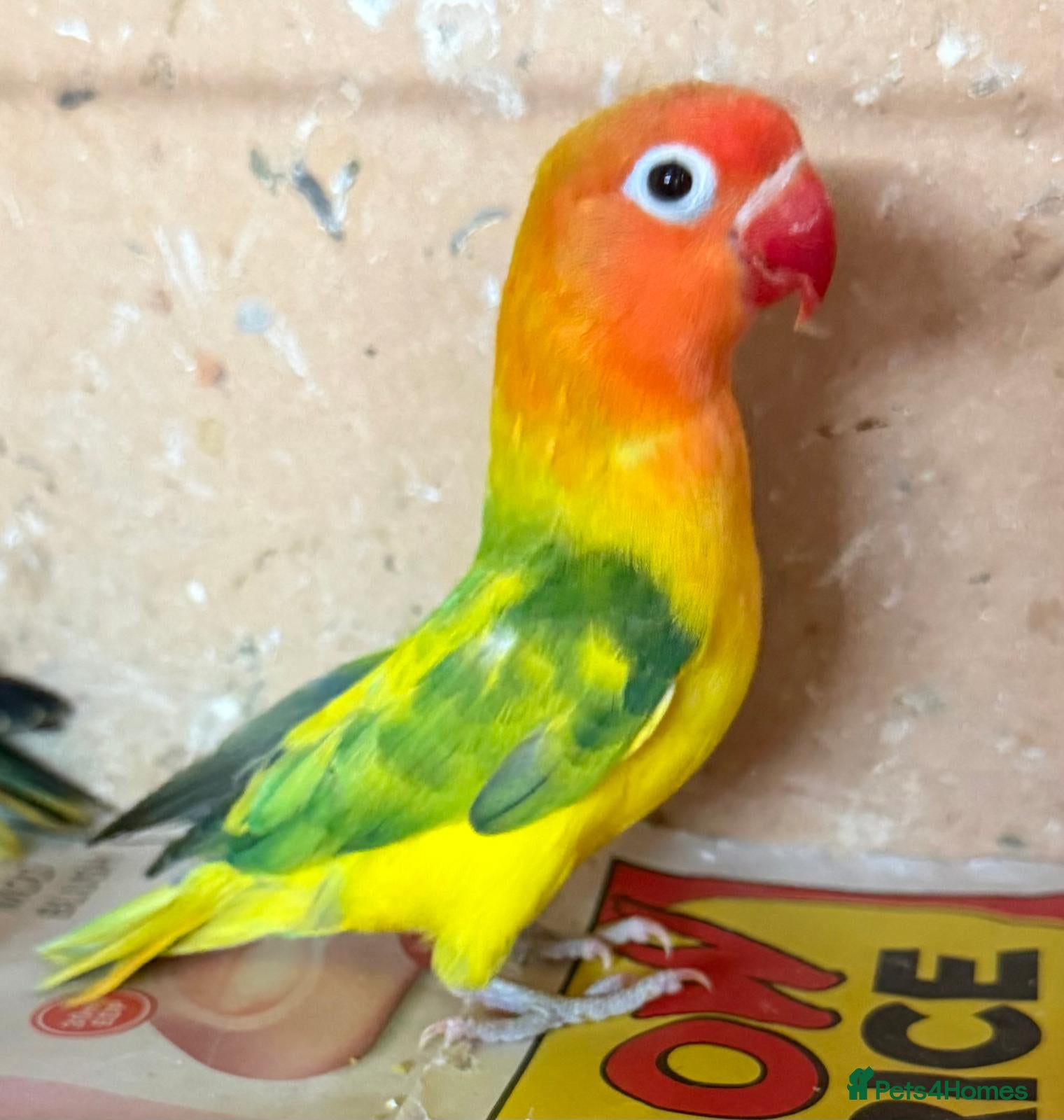 Lovebirds birds 🌟Baby Love birds | 7 weeks old | Hand Fed - Advert 1