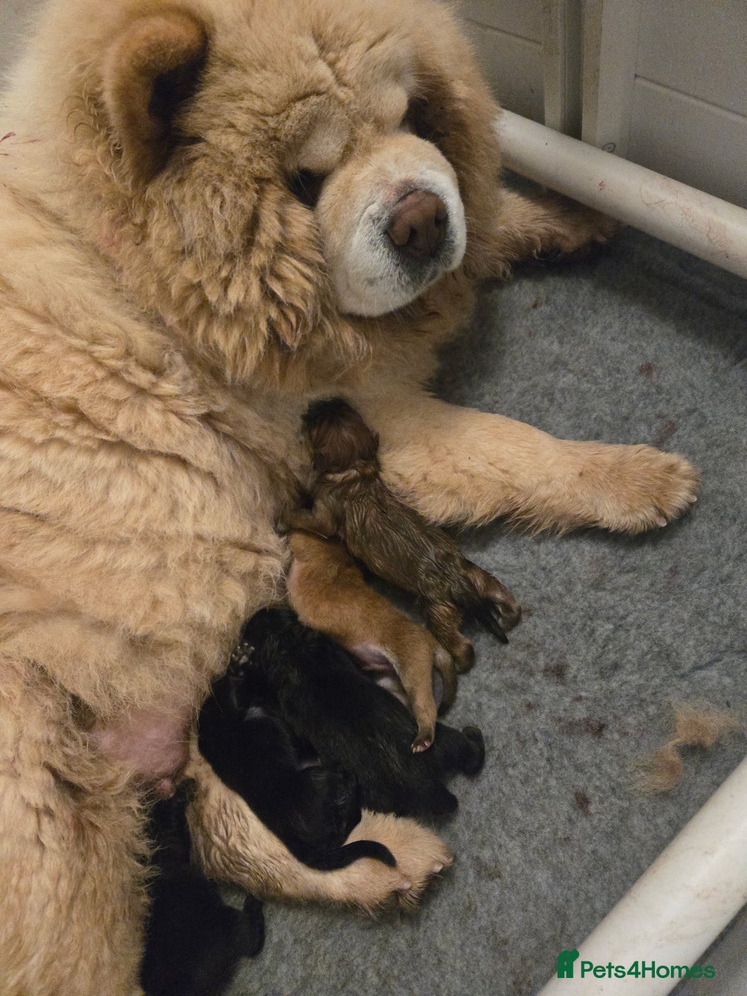 Chow Chow dogs for sale: Ready leave 23/12/2025 chocolate carrier CHOW CHOW - Advert 13