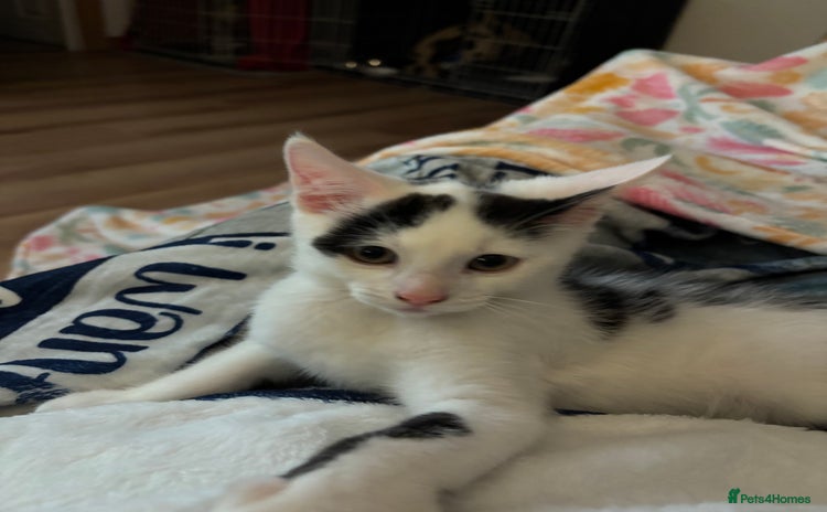 Mixed Breed cats - Advert 6