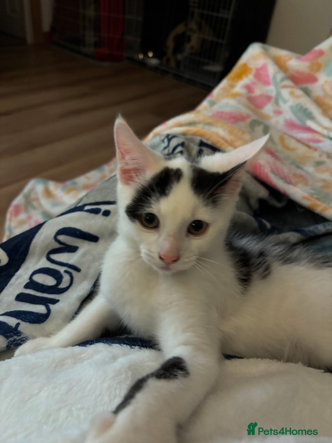Mixed Breed cats for sale: Male 11 week old kitten - Image 1