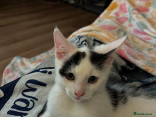 Mixed Breed cats - Advert 20