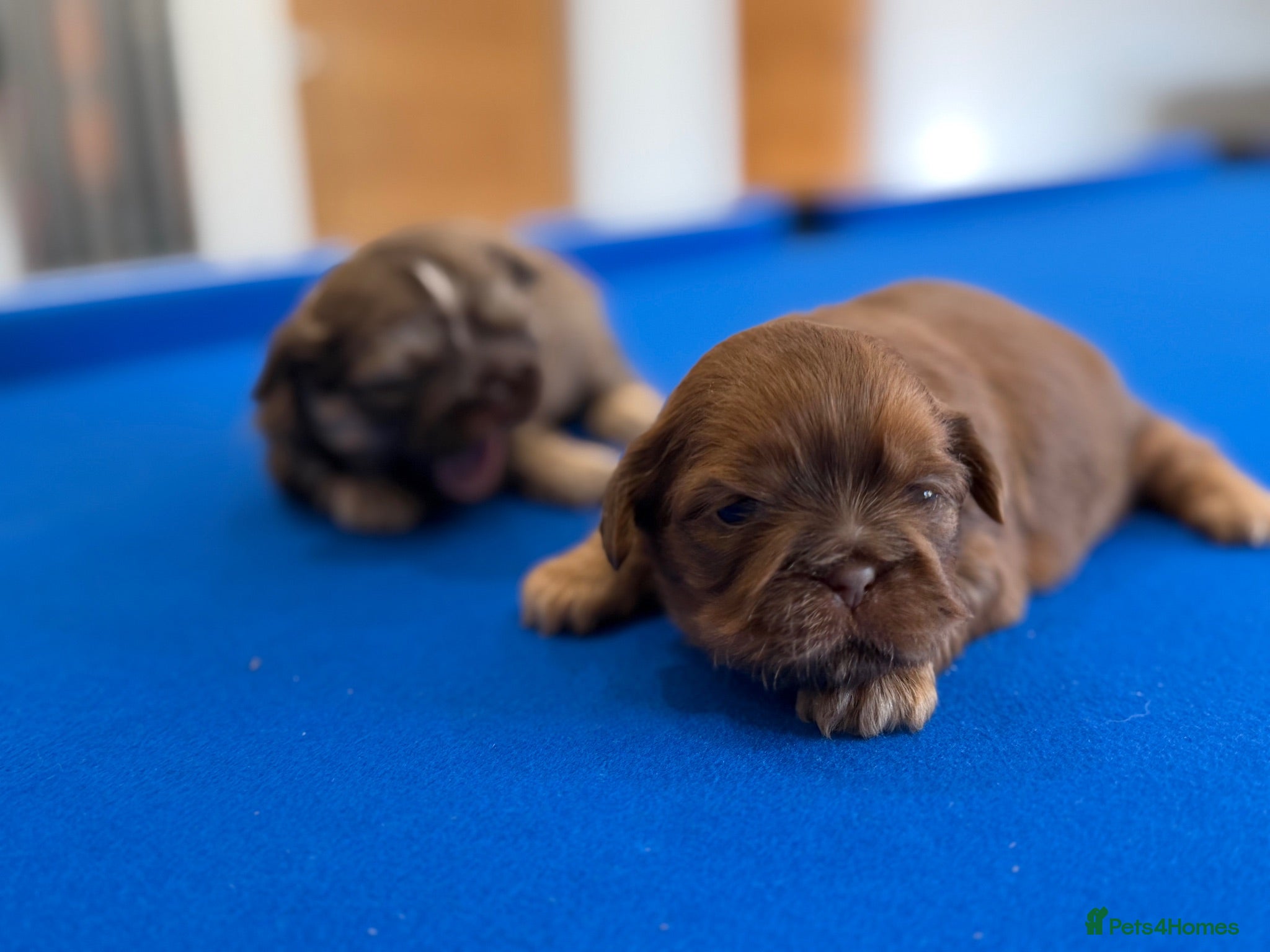 Shih Tzu dogs Beautiful miniature imperial Shih Tzu - Advert 1