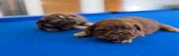 Shih Tzu dogs for sale: Beautiful miniature imperial Shih Tzu - Advert 1