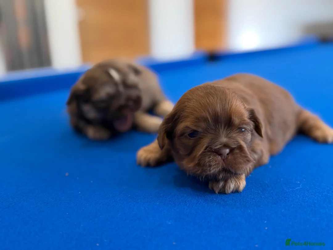 Shih Tzu dogs for sale: Beautiful miniature imperial Shih Tzu - Advert 1