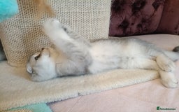 British Shorthair cats for sale: Gorgeous kittens for sale  - Image 20