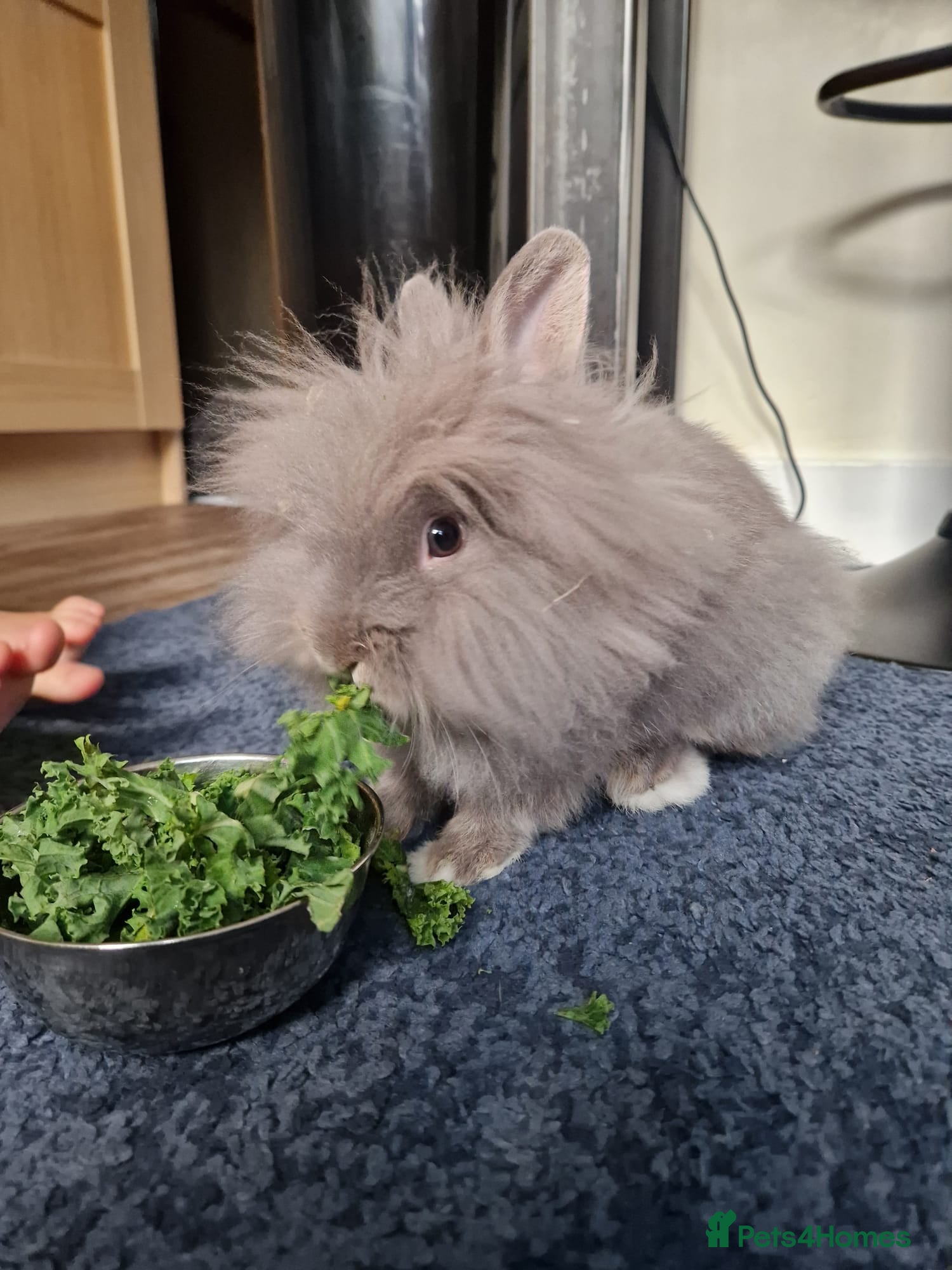 Lionhead rabbits Beautiful Lion head Rabbit & Full Setup - Advert 1