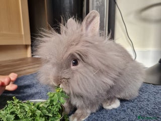 Lionhead rabbits Beautiful Lion head Rabbit & Full Setup - Advert 1