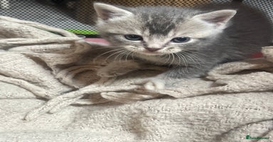 British Shorthair cats - Advert 2