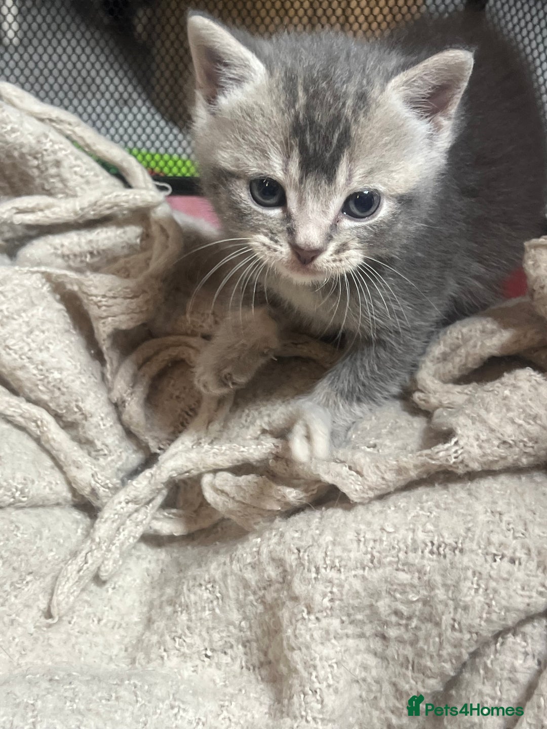 British Shorthair cats for sale: British shorthair mix kittens open to offers - Image 2