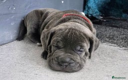 Mixed Breed dogs for sale: Staffy cross pups for sale  - Image 4