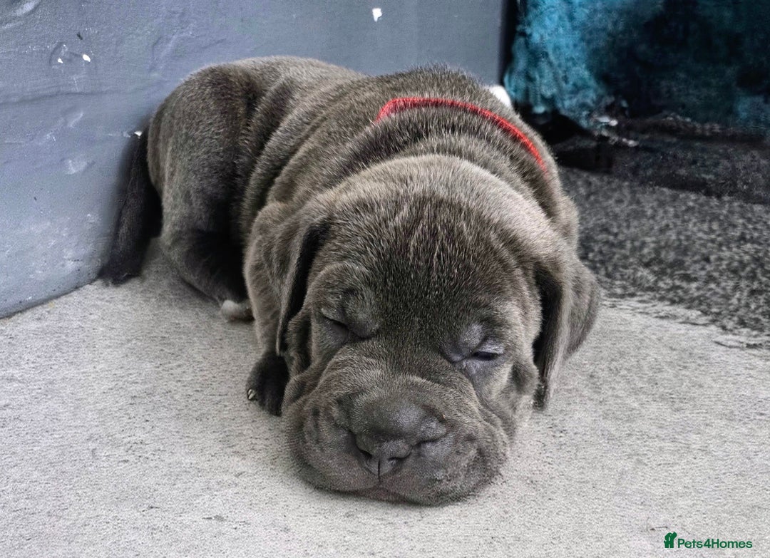 Mixed Breed dogs for sale: Staffy cross pups for sale  - Image 4