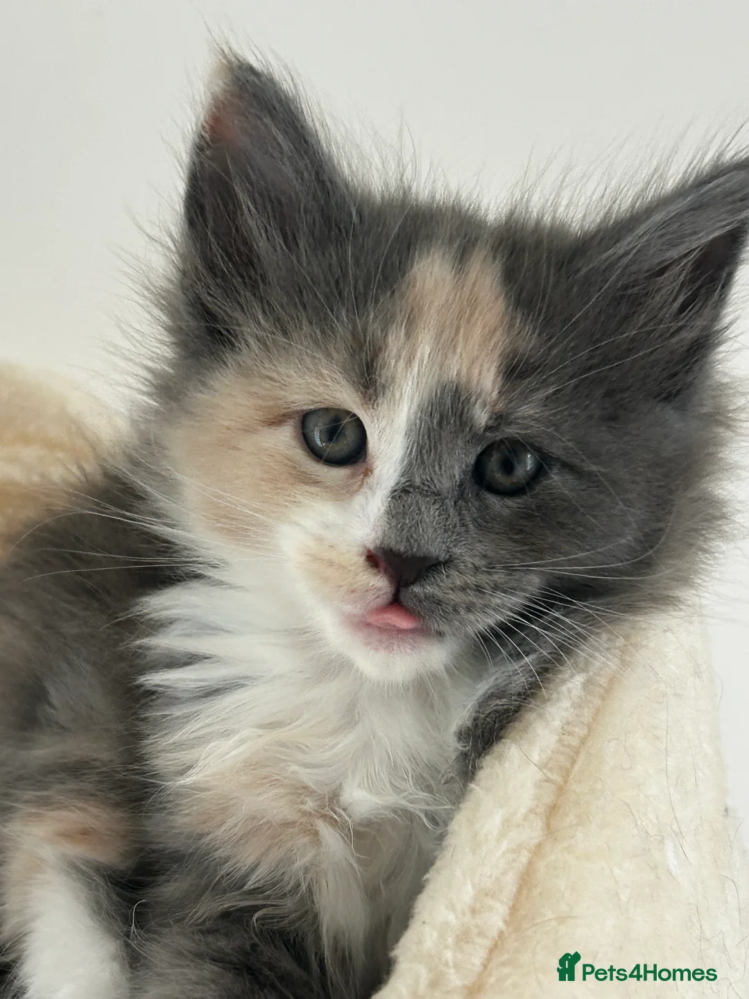 Maine Coon cats for sale: Find Your Purrfect Match! - Advert 16