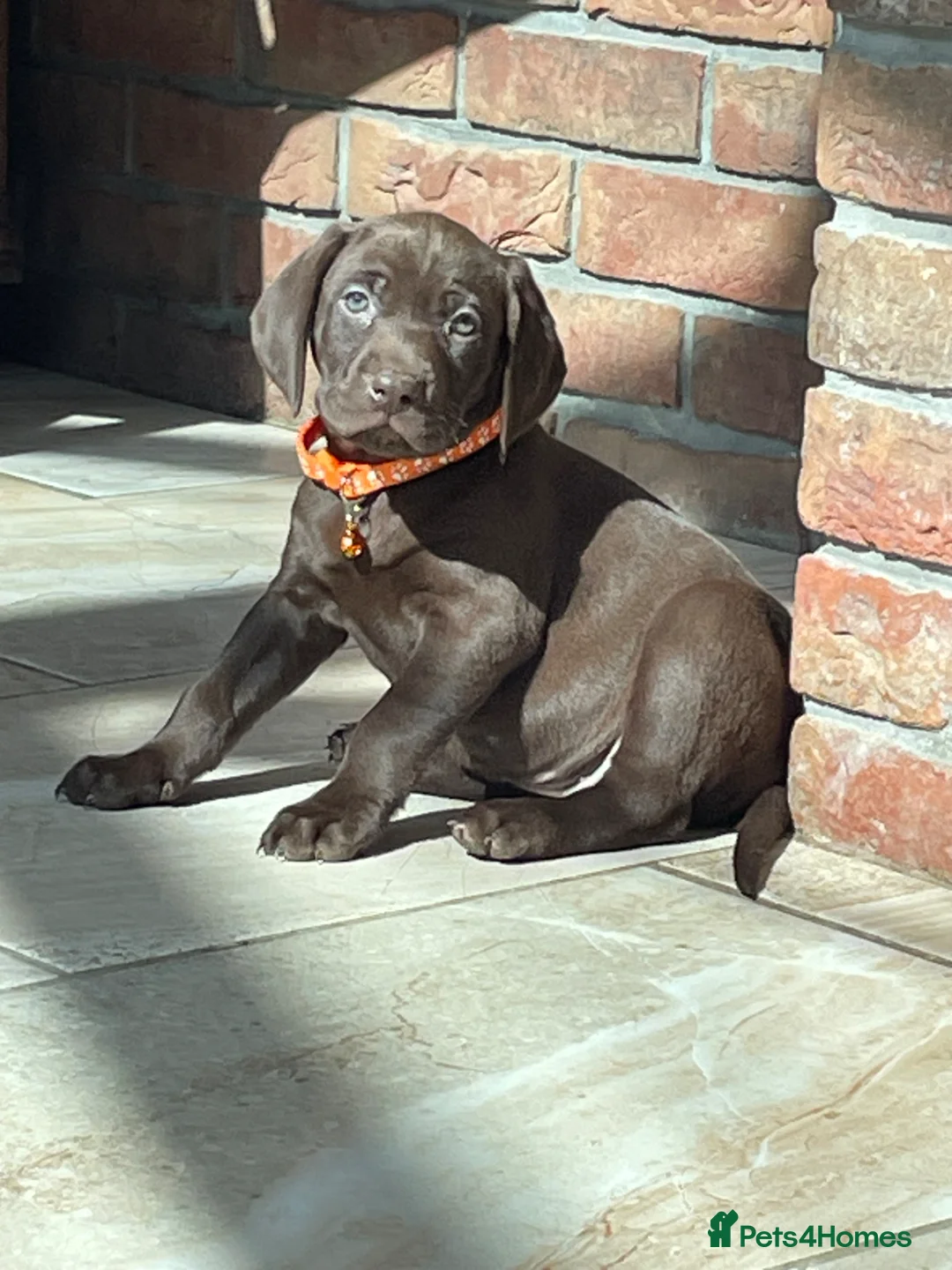 Mixed Breed dogs for sale: Boy and girls available! - Advert 2