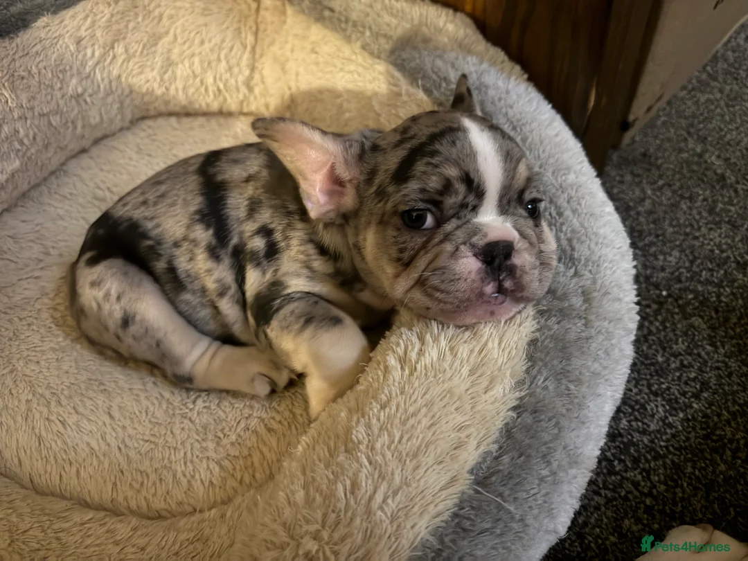 French Bulldog dogs for sale: DWKC Registered Puppies – Health Tested  - Advert 35