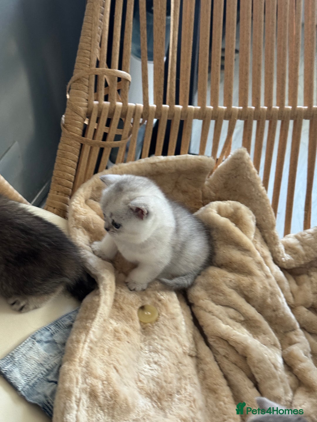 British Shorthair cats for sale: 2 Outstanding BSHLitter Chinchilla &Classic Lines) - Advert 35