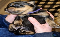 Rottweiler dogs for sale: Beautiful rottweiler puppys  - Image 9