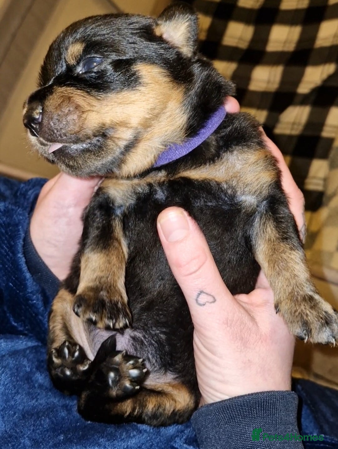 Rottweiler dogs for sale: Beautiful rottweiler puppys  - Image 9
