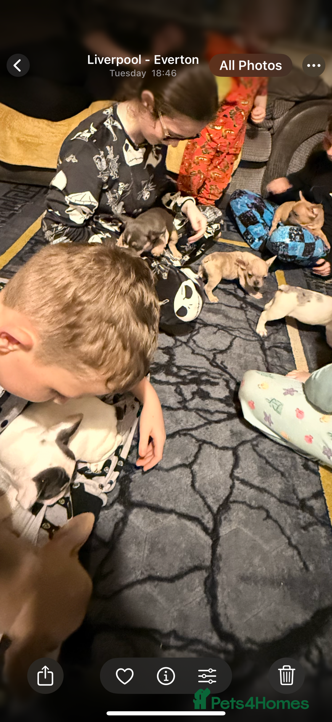 French Bulldog dogs for sale: French Bulldog Puppies 3 Male 4 Female  - Image 1