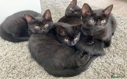 Bombay cats for sale: Playful Black Bombay-Mix Kittens  - Image 1