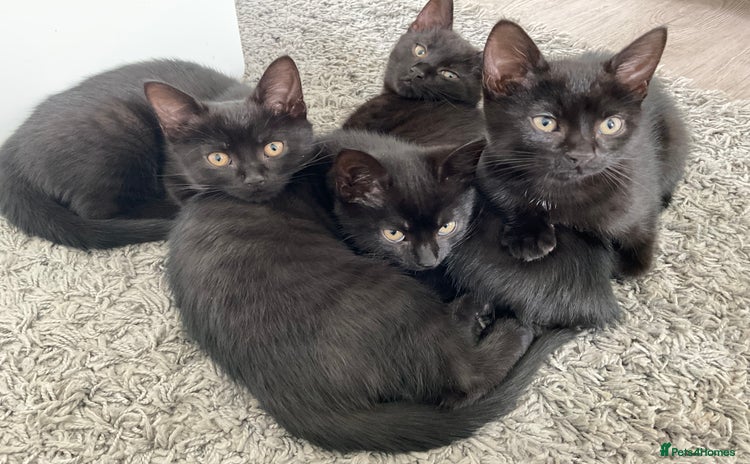 Bombay cats - Advert 1