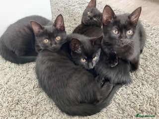 Bombay cats - Advert 1