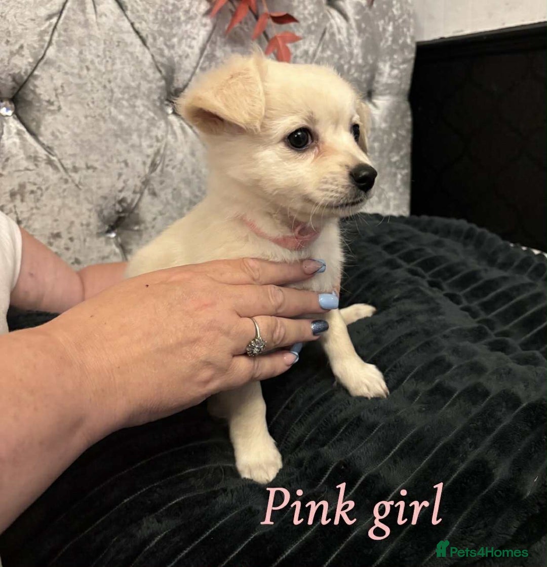 Pomchi dogs for sale: Pomchi puppys  - Image 8