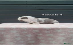 Mini Lop rabbits for sale: Gorgeous mini lop rabbits  - Image 2