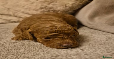 Cockapoo dogs - Advert 11
